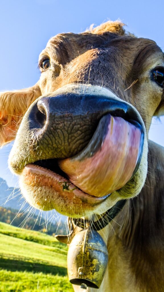 funny cow at the kaisergebirge mountain